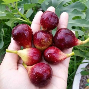 促销精品无花果苗3年苗买10棵赠1棵波姬红