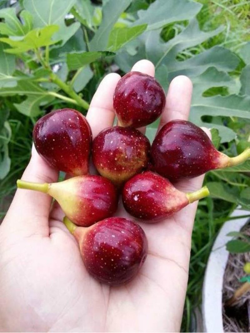 促销精品无花果苗3年苗买10棵赠1棵波姬红