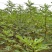 促销精品无花果苗3年苗买10棵赠1棵波姬红