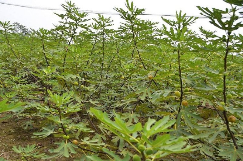 促销精品无花果苗3年苗买10棵赠1棵波姬红