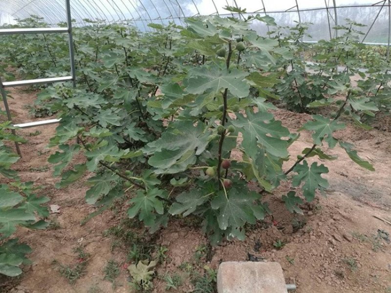 促销精品无花果苗3年苗买10棵赠1棵波姬红