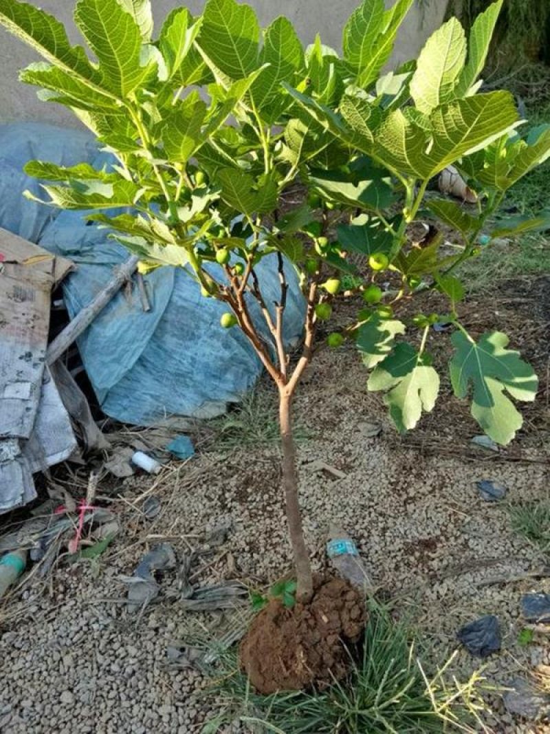 促销精品无花果苗3年苗买10棵赠1棵波姬红
