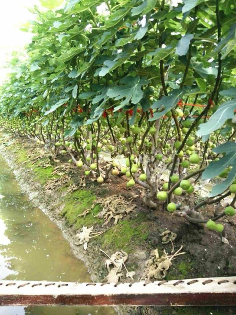 促销精品无花果苗3年苗买10棵赠1棵波姬红
