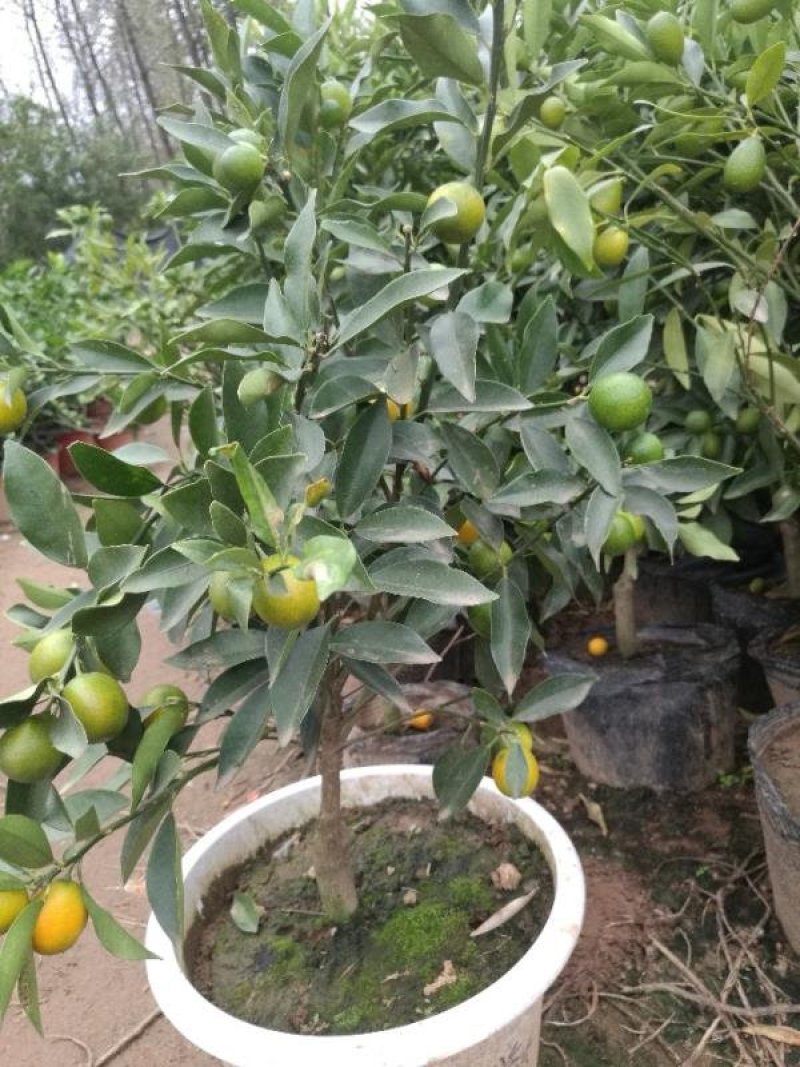 促销四年苗金桔苗北方培育带土球发货当年开花结果