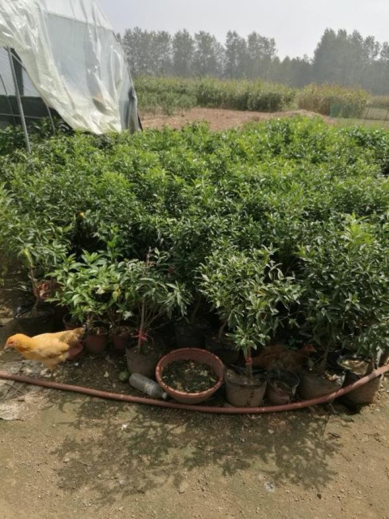 促销四年苗金桔苗北方培育带土球发货当年开花结果