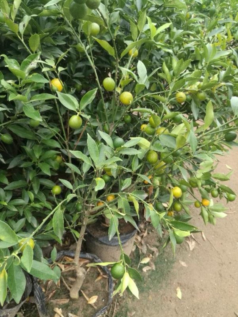 促销四年苗金桔苗北方培育带土球发货当年开花结果