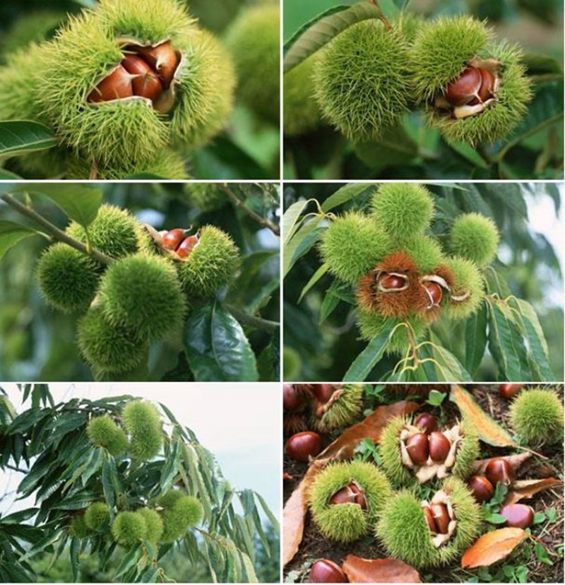 板栗苗红光油栗迁西板栗大红袍珍珠油栗买10赠1