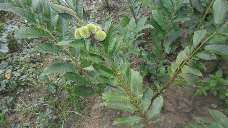 板栗苗红光油栗迁西板栗大红袍珍珠油栗买10赠1