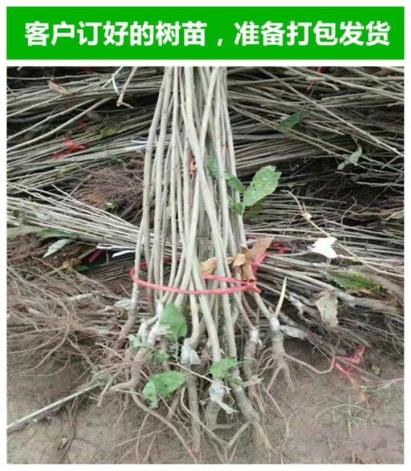 板栗苗红光油栗迁西板栗大红袍珍珠油栗买10赠1