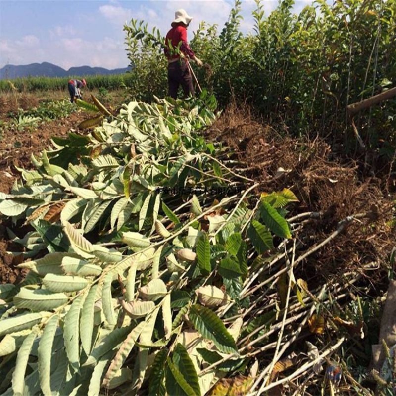 板栗苗红光油栗迁西板栗大红袍珍珠油栗买10赠1