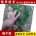 满天星苗满天星盆栽萼距花庭院花卉园林绿化树苗工程苗