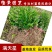 满天星苗满天星盆栽萼距花庭院花卉园林绿化树苗工程苗