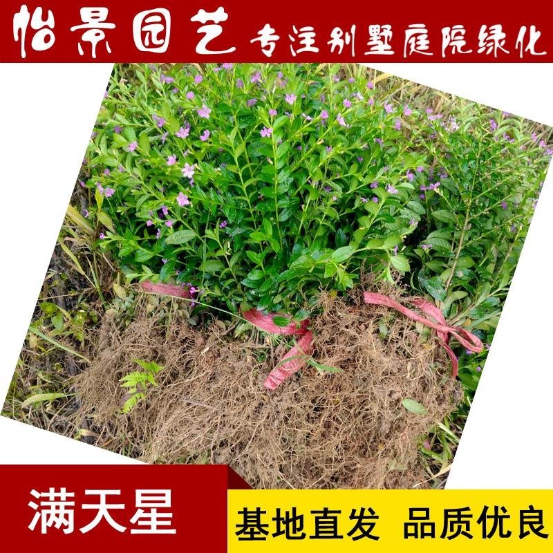 满天星苗满天星盆栽萼距花庭院花卉园林绿化树苗工程苗