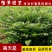 满天星苗满天星盆栽萼距花庭院花卉园林绿化树苗工程苗