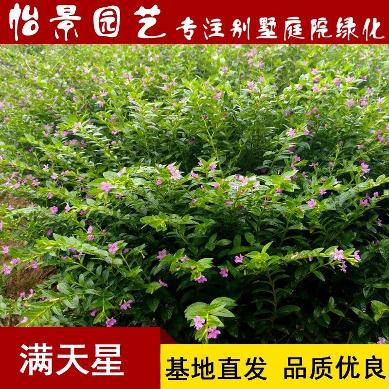 满天星苗满天星盆栽萼距花庭院花卉园林绿化树苗工程苗