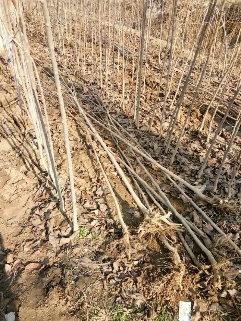 2021杜仲苗米经2公分苗圃货