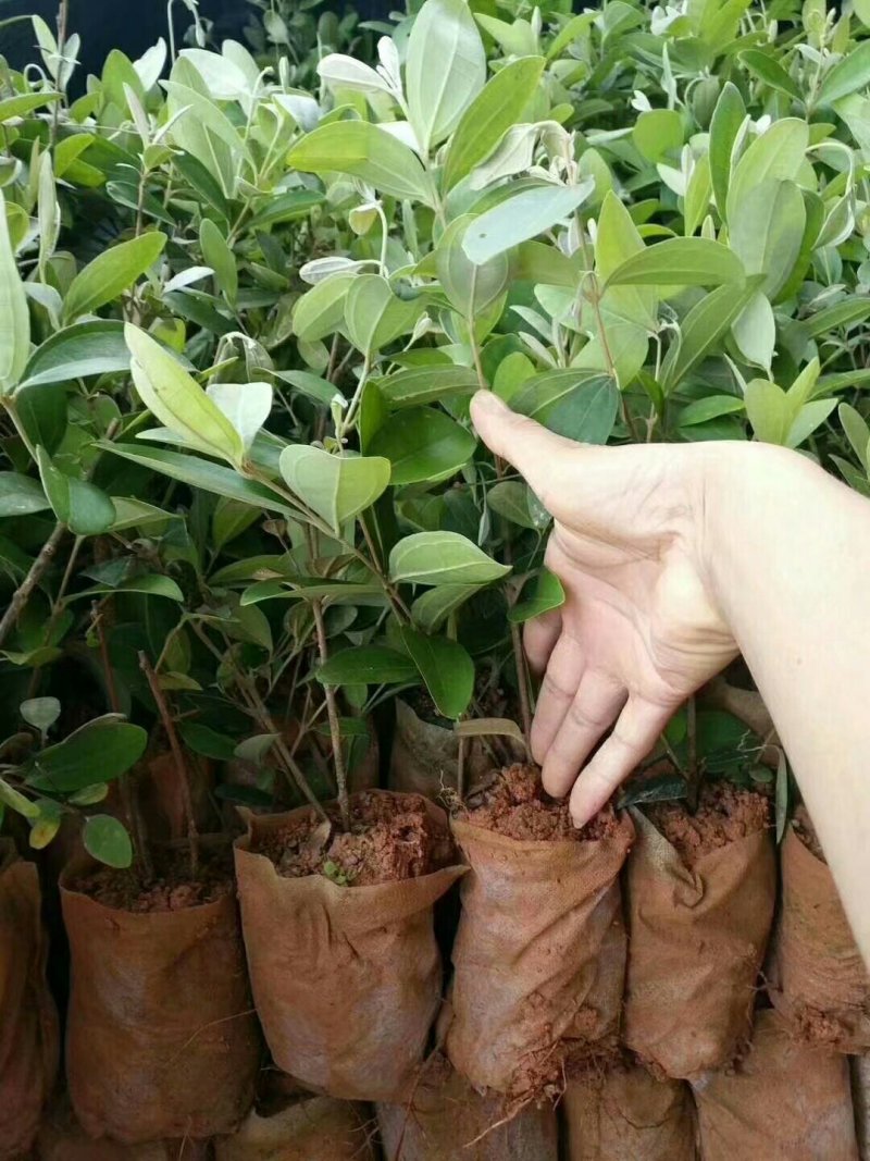 广西桃金娘苗盆栽庭院种植