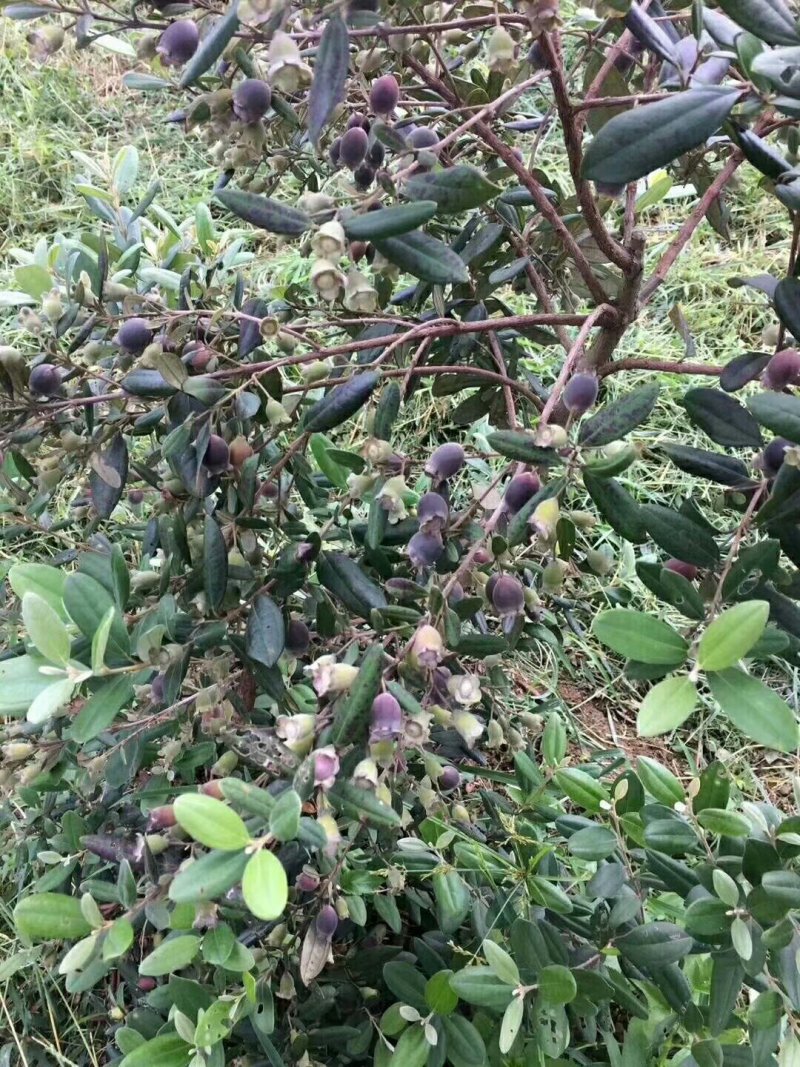 广西桃金娘苗盆栽庭院种植