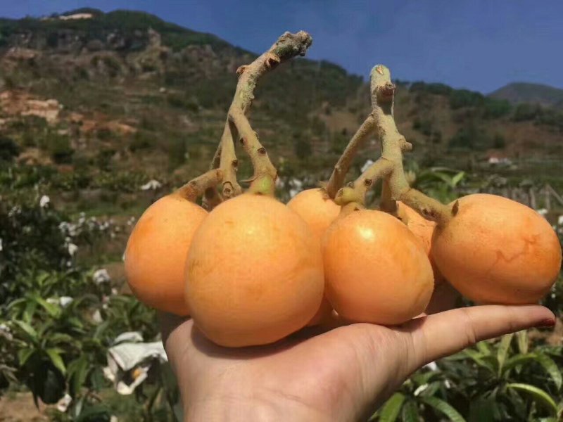 大五星枇杷苗
