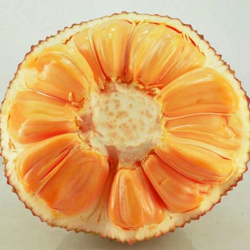 菠萝蜜苗泰国红肉菠萝蜜苗八号菠萝蜜苗