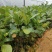 菠萝蜜苗泰国红肉菠萝蜜苗八号菠萝蜜苗