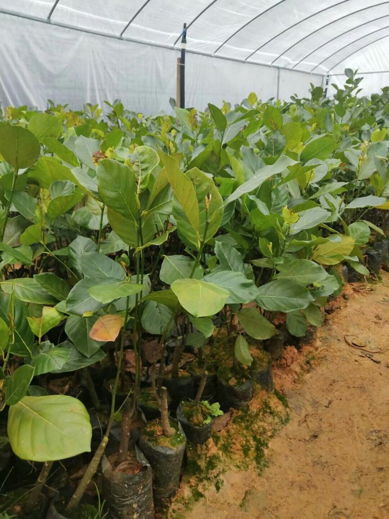 菠萝蜜苗泰国红肉菠萝蜜苗八号菠萝蜜苗