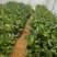 菠萝蜜苗泰国红肉菠萝蜜苗八号菠萝蜜苗