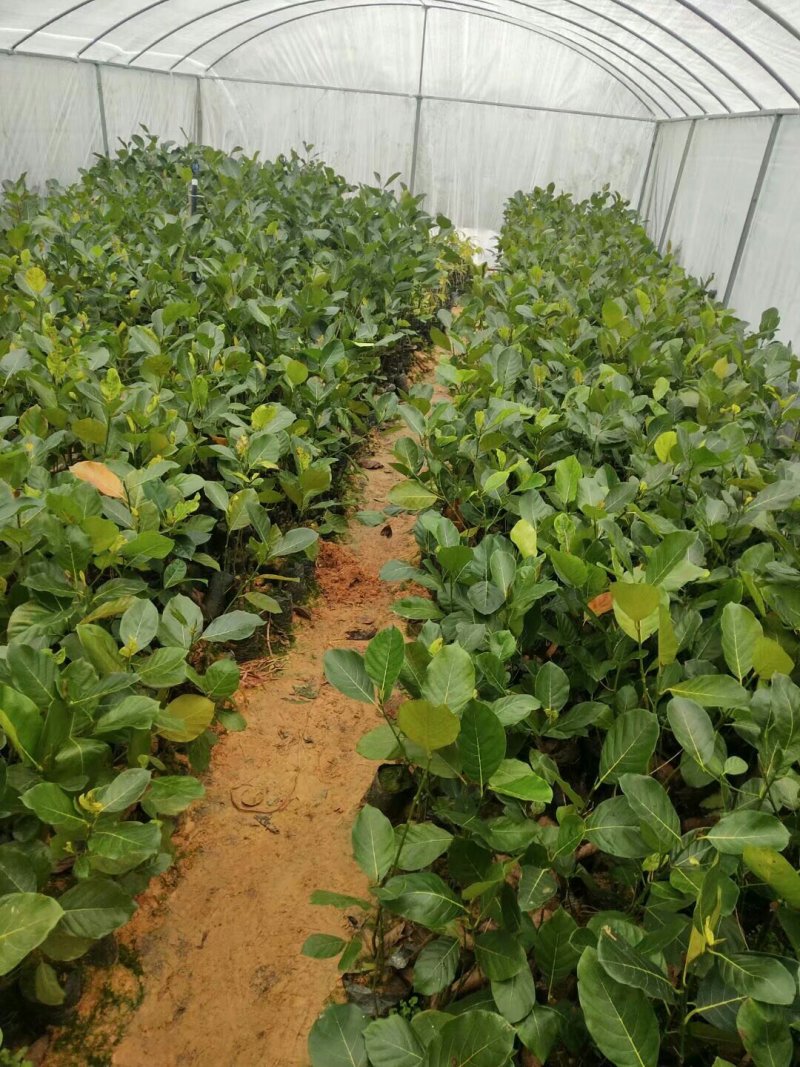 菠萝蜜苗泰国红肉菠萝蜜苗八号菠萝蜜苗