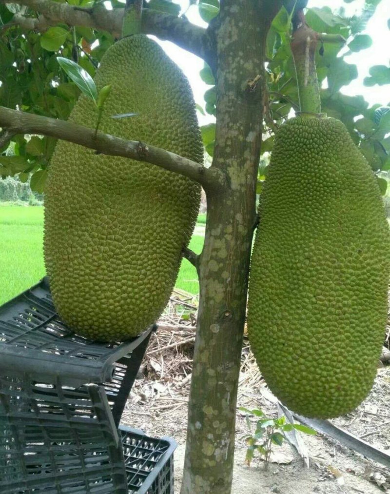 菠萝蜜苗泰国红肉菠萝蜜苗八号菠萝蜜苗
