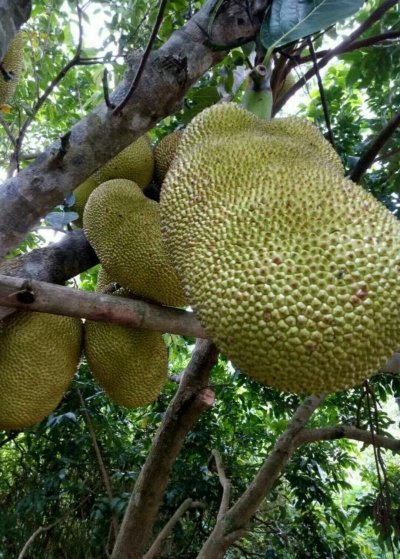 菠萝蜜苗泰国红肉菠萝蜜苗八号菠萝蜜苗