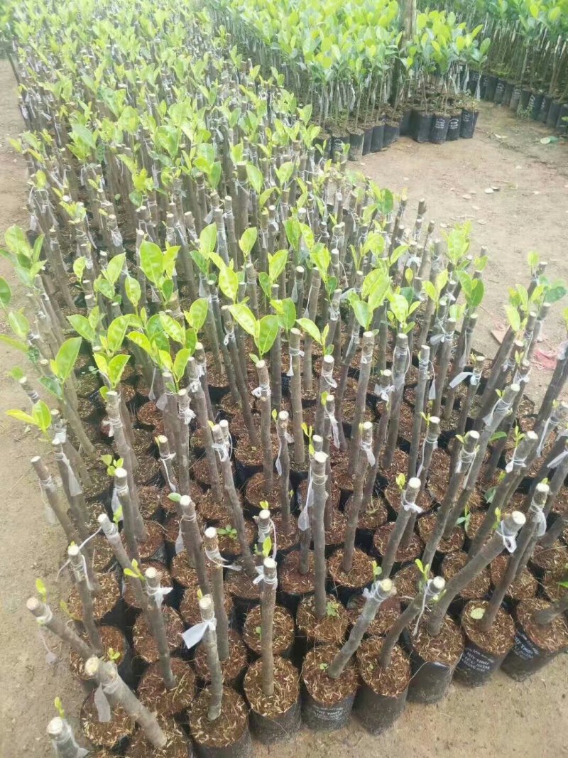 菠萝蜜苗泰国红肉菠萝蜜苗八号菠萝蜜苗
