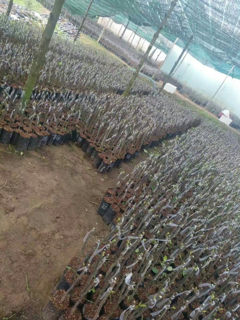 菠萝蜜苗泰国红肉菠萝蜜苗八号菠萝蜜苗