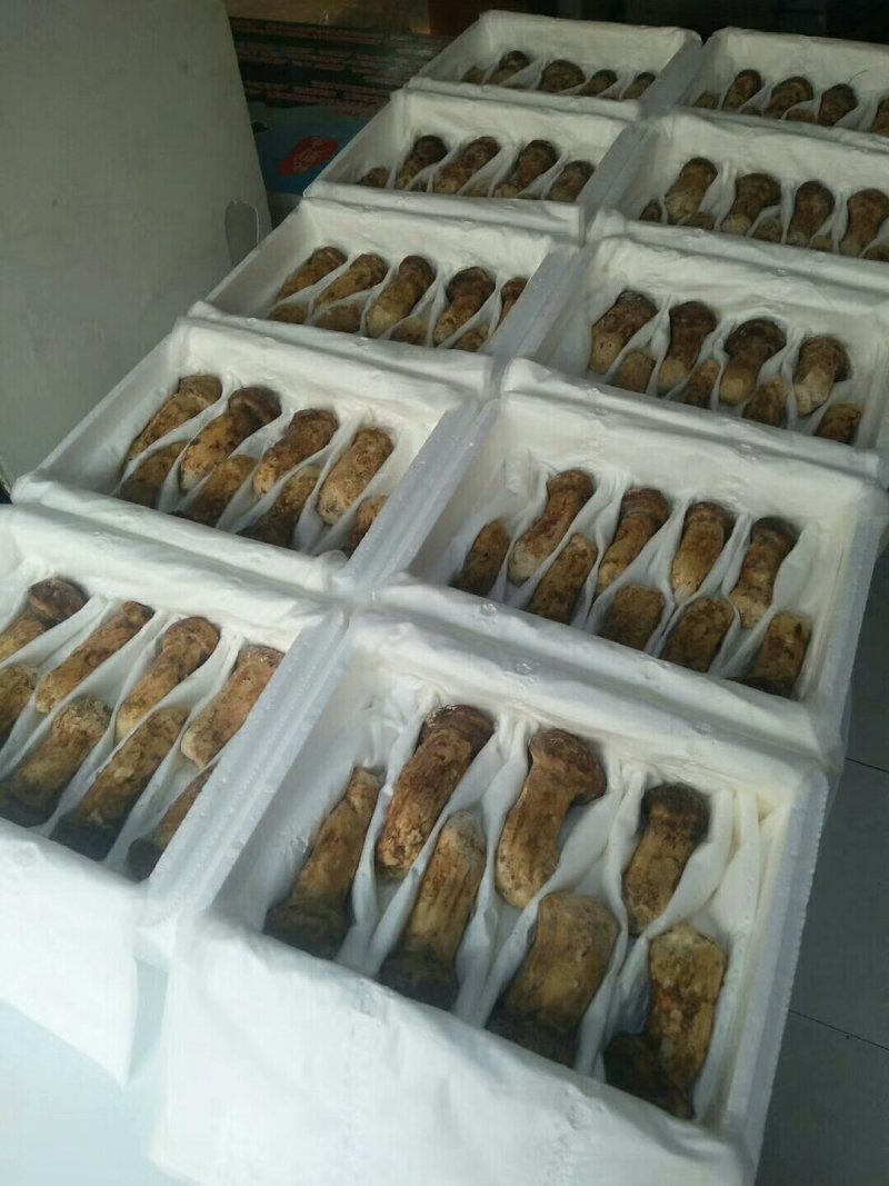 干冻松茸礼品盒5盒包邮