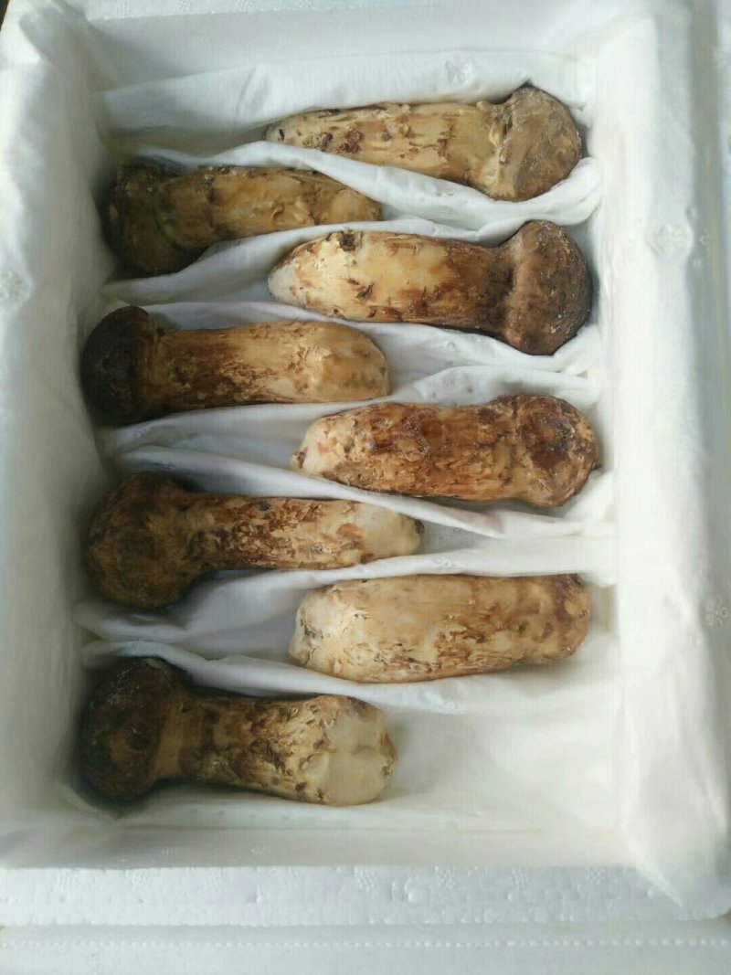 干冻松茸礼品盒5盒包邮