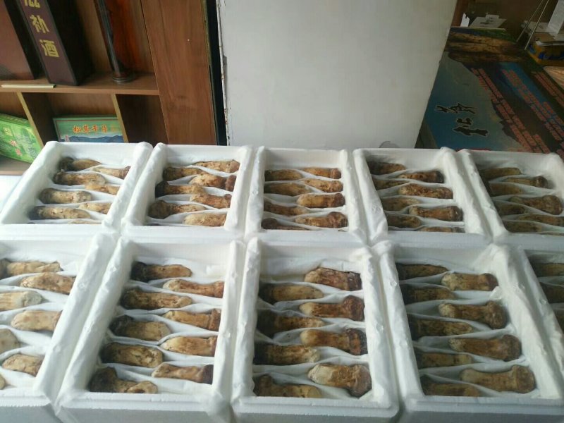 干冻松茸礼品盒5盒包邮