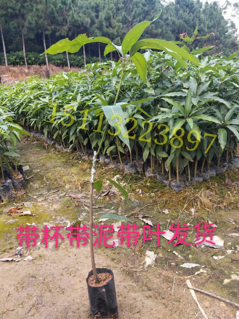 金煌芒果桂七芒果红贵妃芒果台农芒果四季芒果