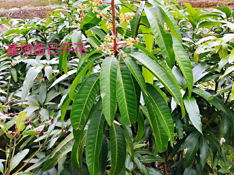 金煌芒果桂七芒果红贵妃芒果台农芒果四季芒果