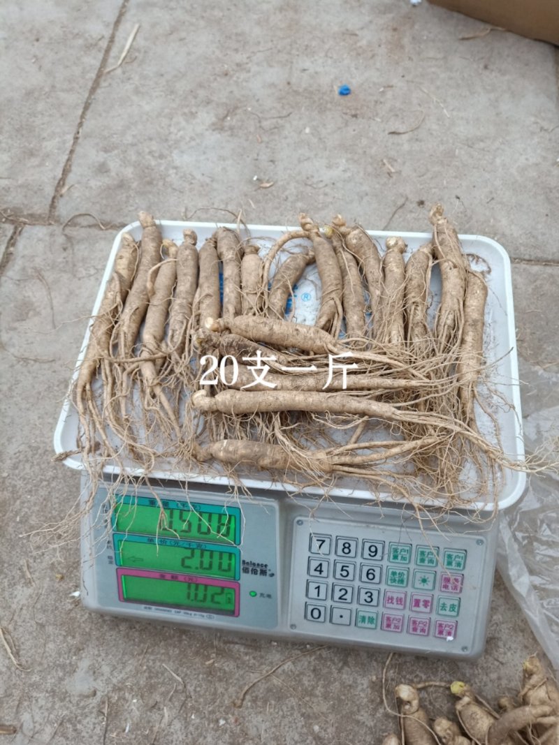 长白山鲜人参20~30支/斤精选条货带土人参