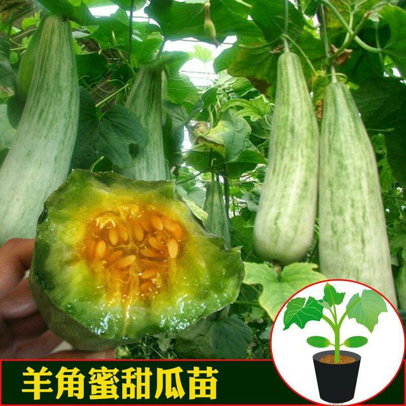 羊角酥（密，脆）嫁接甜瓜苗根系发达易成活抗病强抗重茬