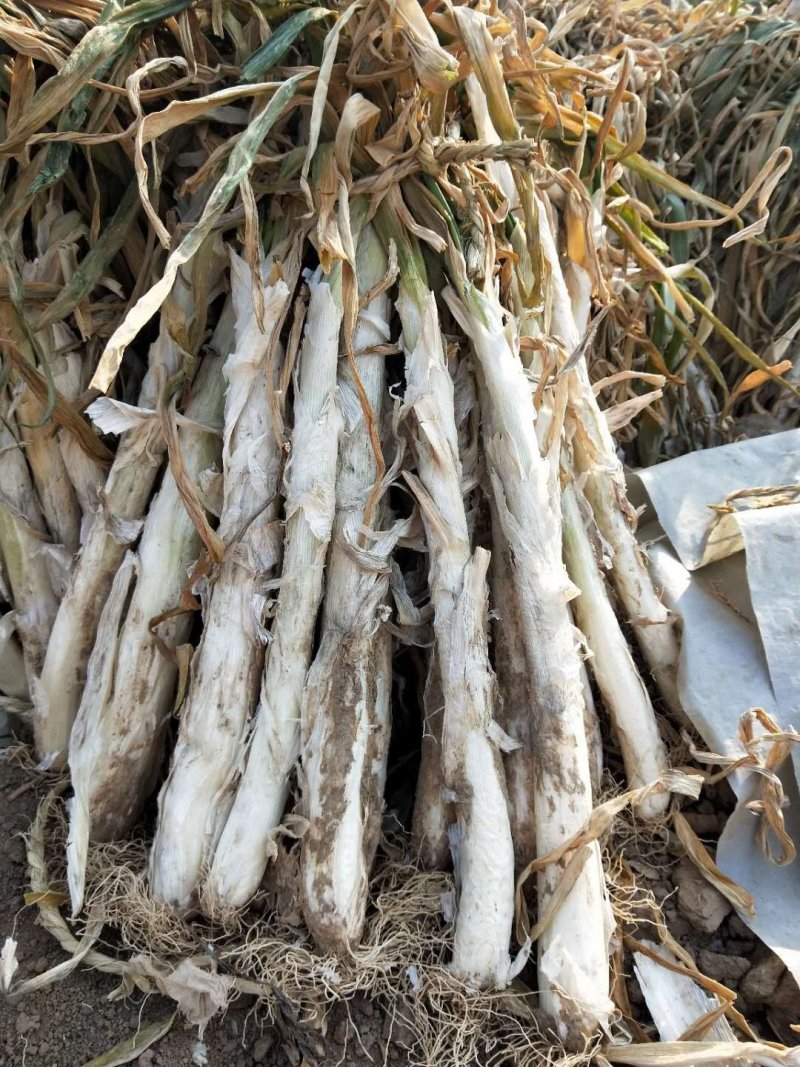 大葱
