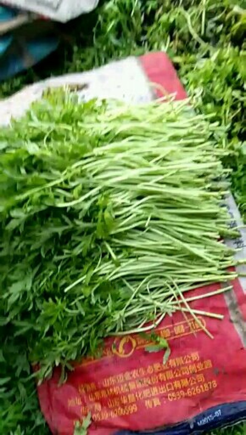 精品毛芦蒿