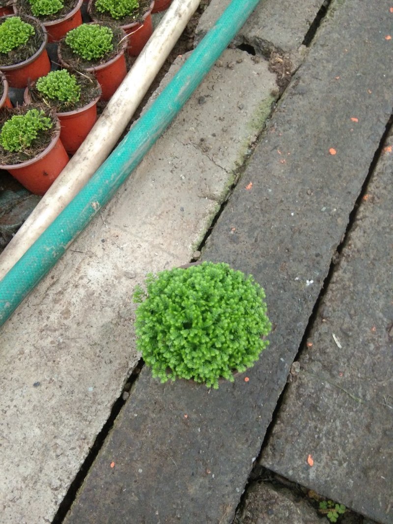 绿地球