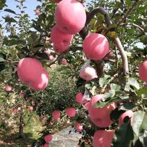 短枝富士王苹果苗：粗度1厘米以上，高度1.5米以上