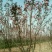 樱花树2-7公分