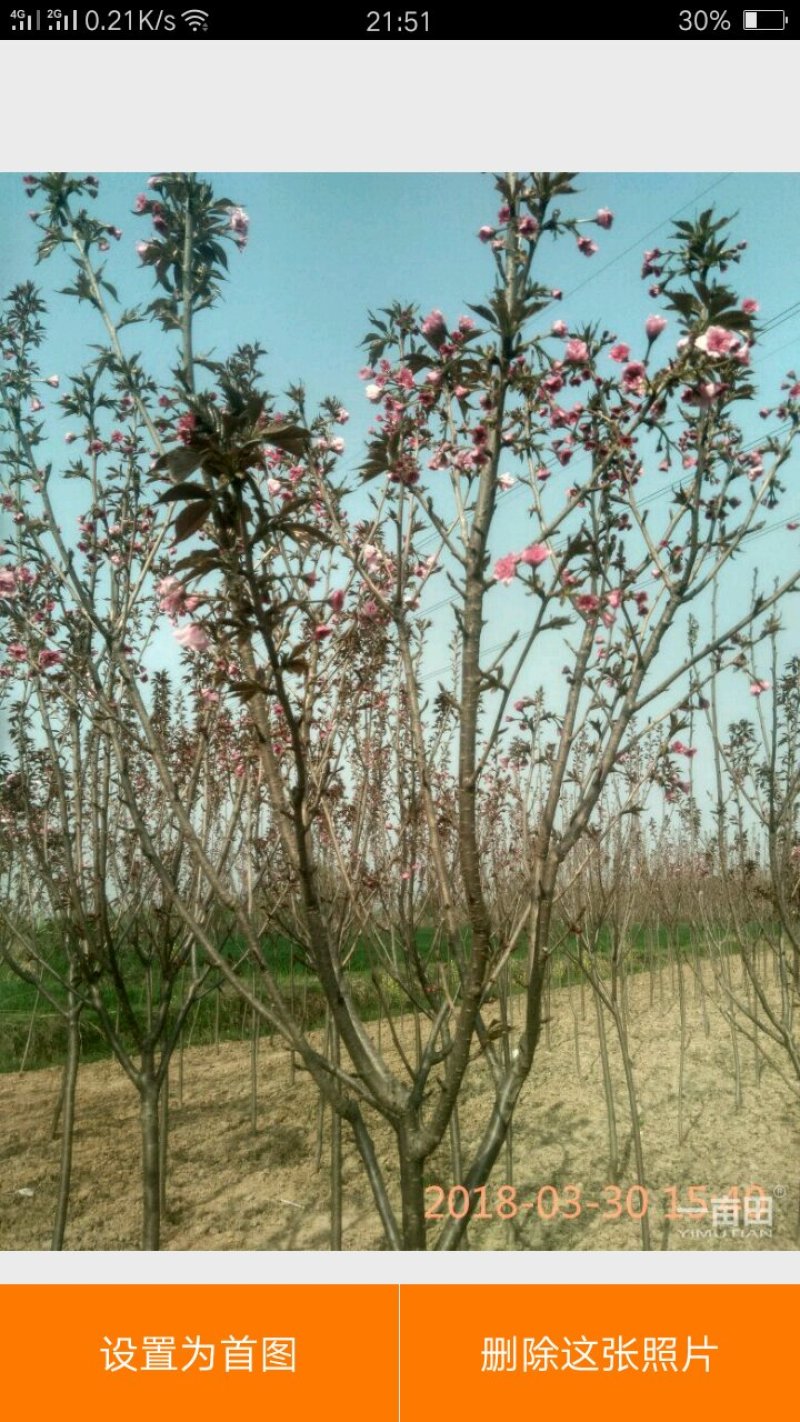 樱花树2-7公分