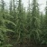 绿化苗木海棠雪松樱花木瓜百日红都有货