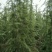 绿化苗木海棠雪松樱花木瓜百日红都有货