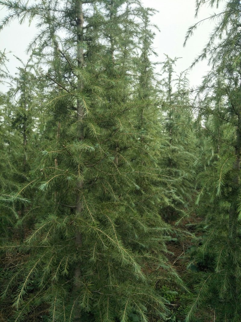 绿化苗木海棠雪松樱花木瓜百日红都有货