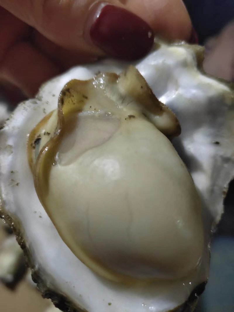牡蛎人工养殖鲜活3~4只/kg