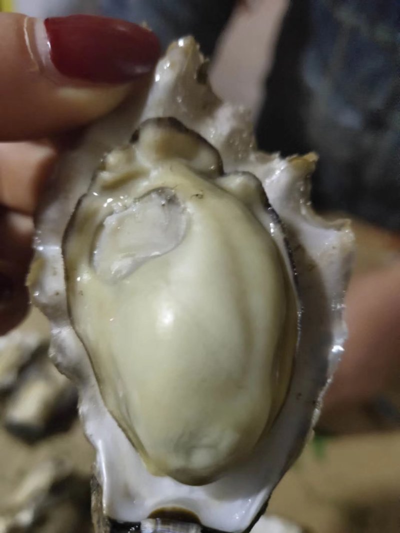 牡蛎人工养殖鲜活3~4只/kg